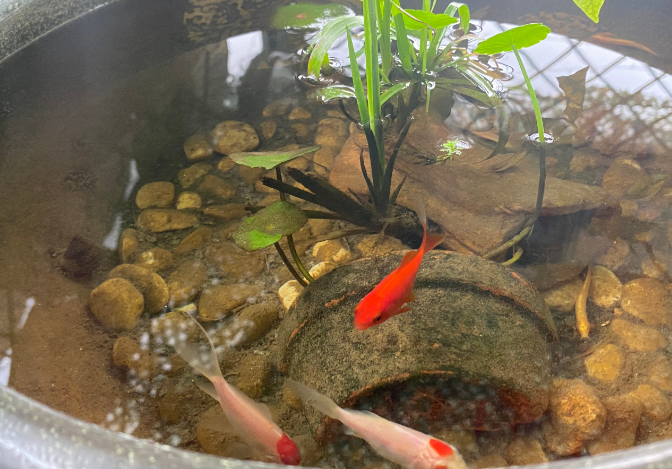 古法养鱼不换水怎么保持清澈 古法养鱼不换水怎么保持清澈