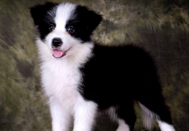 边牧属于禁养犬吗？能不能养？