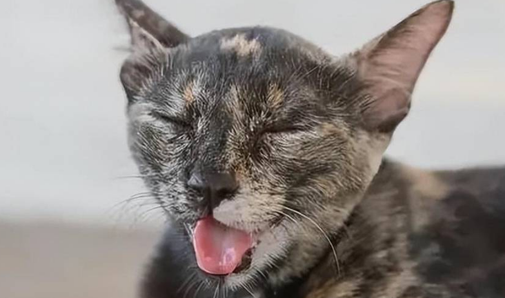 猫吐舌头喘气好像要死