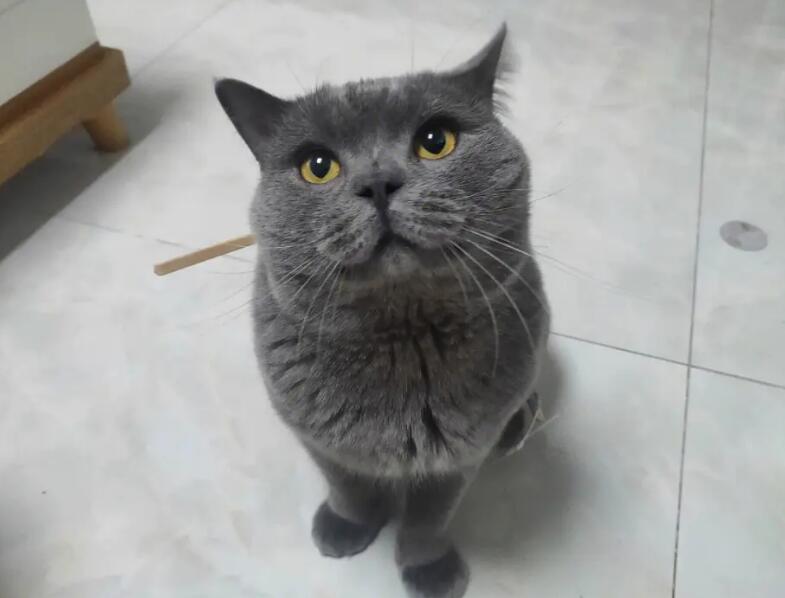 蓝猫掉毛吗?是天性还是疾病? 蓝猫掉毛吗?是天性还是疾病?