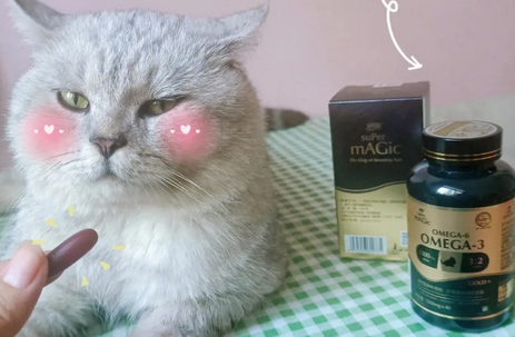 给猫吃人的鱼油可以吗 给猫吃人的鱼油可以吗