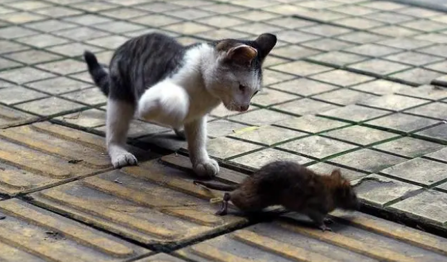 世界上反应最快的动物是猫吗 世界上反应最快的动物是猫吗