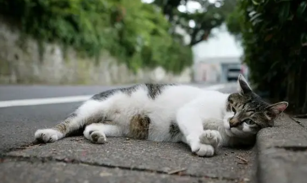 流浪猫吃火腿肠吗？别忽视这些！