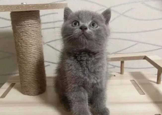 英短蓝猫会捉老鼠吗？来看看吧