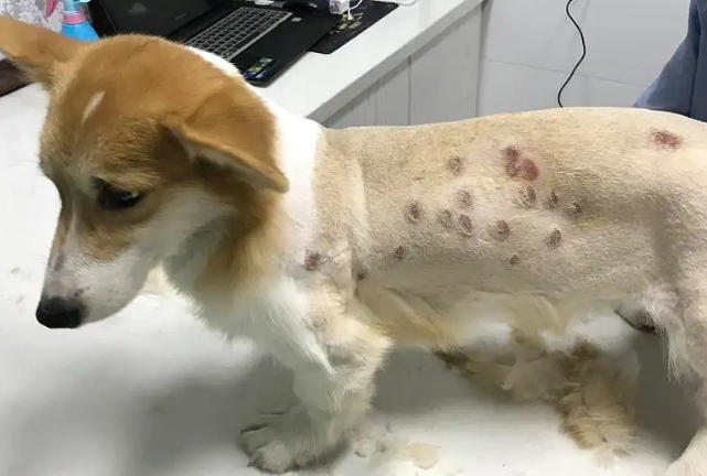 红霉素软膏治狗狗真菌感染