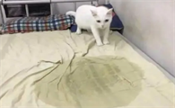 门口被猫尿是什么预兆