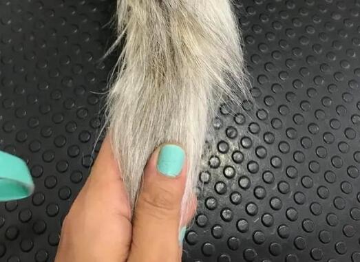扯猫咪尾巴时响了一下