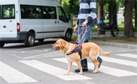 狗狗为什么不能穿马路呢