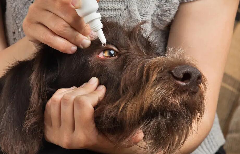 人的眼药水可以给狗用吗 人的眼药水可以给狗用吗