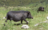 藏香猪一年能养多大