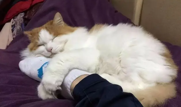 为什么猫咪会半夜踩主人啊