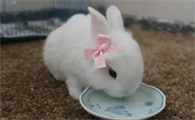 公主兔多少钱一只幼崽