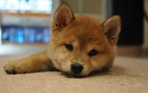 一个多月的柴犬怎么养 一个多月的柴犬怎么养