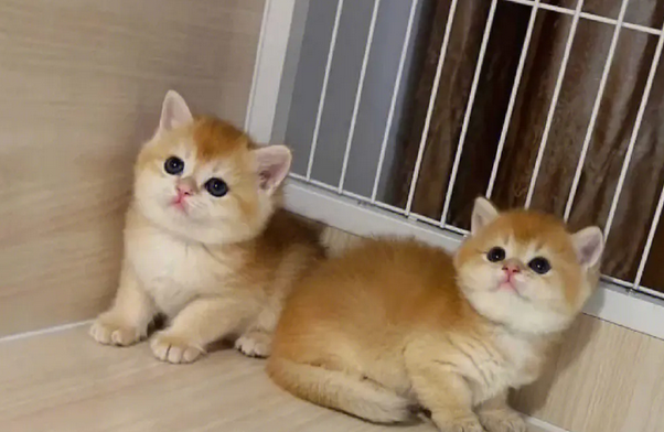幼猫喝什么代替猫奶应急 幼猫喝什么代替猫奶应急