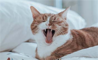 猫不停抽搐还发出嚎叫