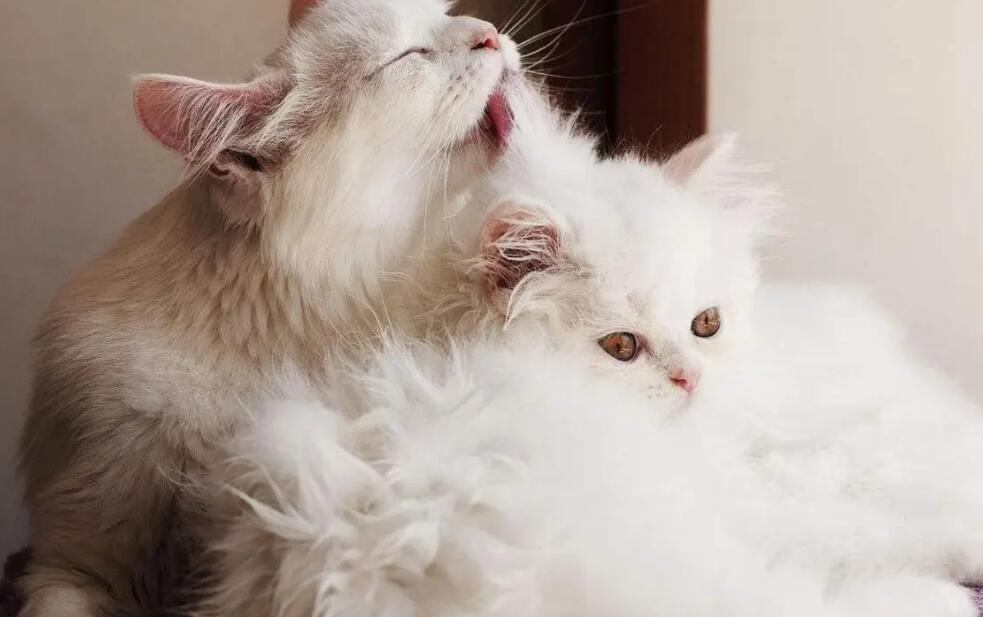 猫妈妈舔小猫宝宝