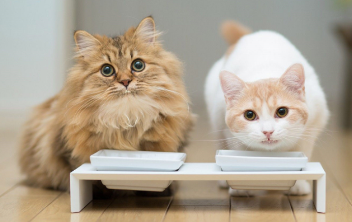 自己的宠物猫怎么卖