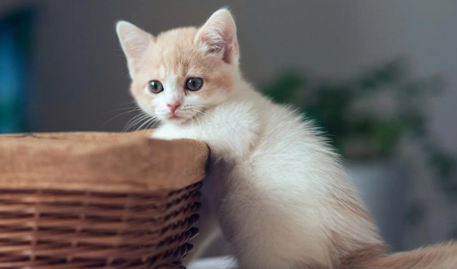 猫不想养了放到小区里可以吗 猫不想养了放到小区里可以吗