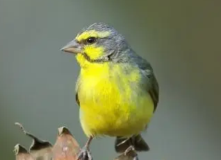 吉达鸟和金青鸟能杂交吗 吉达鸟和金青鸟能杂交吗