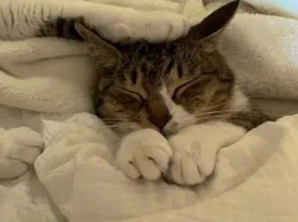 猫咪为什么喜欢趴被子