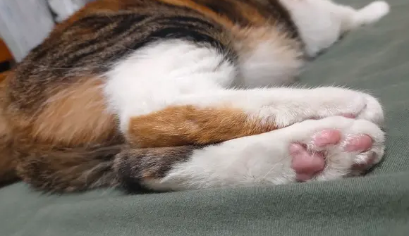 猫咪为什么后脚踩脚