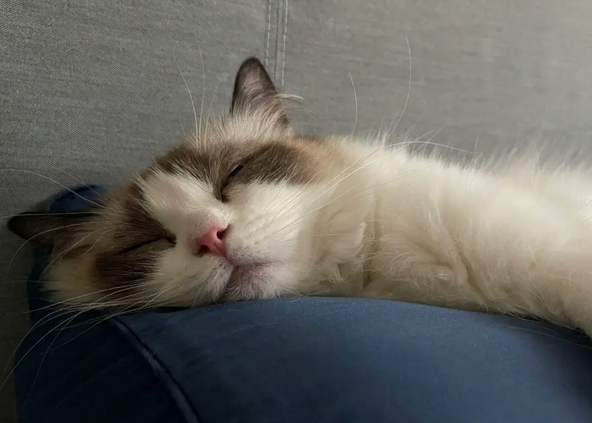 猫咪为什么突然咬枕头了 猫咪为什么突然咬枕头了