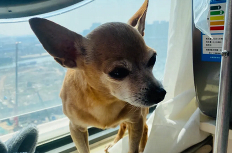 小鹿犬什么时候配种？你们都知道吗？