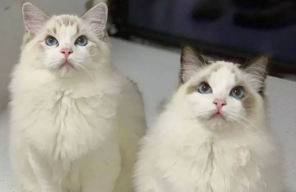 为什么有些猫卖的很便宜 为什么有些猫卖的很便宜