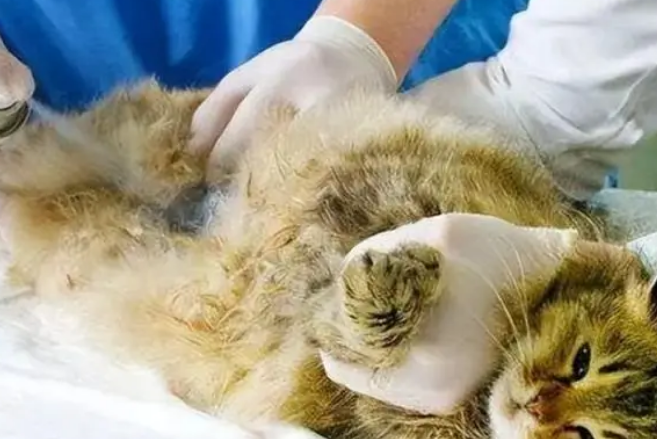 猫咪为什么会子宫蓄脓的原因 猫咪为什么会子宫蓄脓的原因