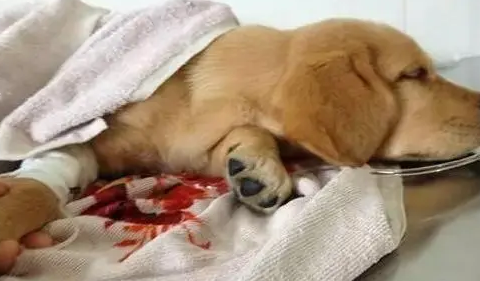 为什么狗狗腿上有血迹呢怎么回事 为什么狗狗腿上有血迹呢怎么回事