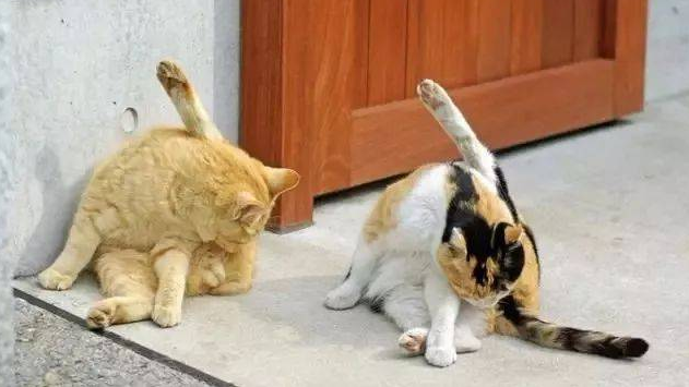 猫猫一直舔蛋蛋是为什么