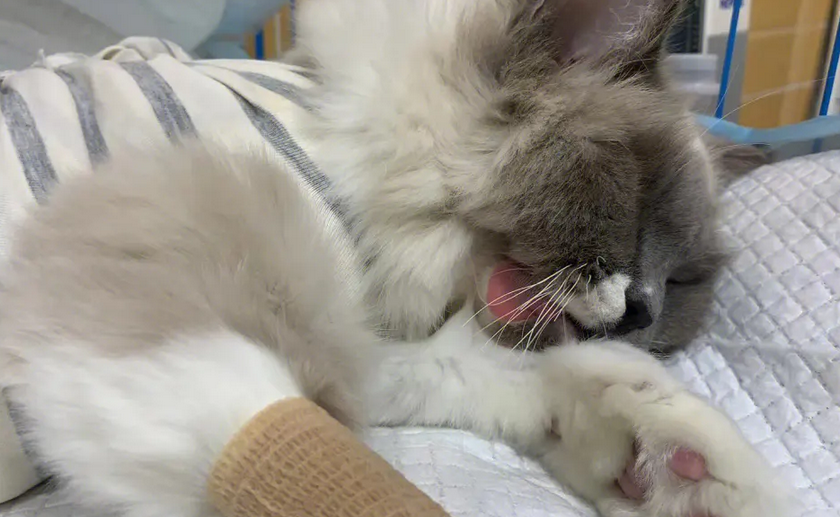 母猫到底该不该做绝育 母猫到底该不该做绝育