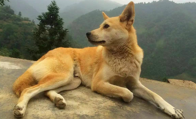 土狗为什么见到主人摇尾巴？这是什么表现？