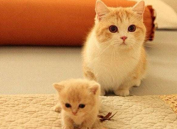 小奶猫怎么养才能壮？来了解下吧