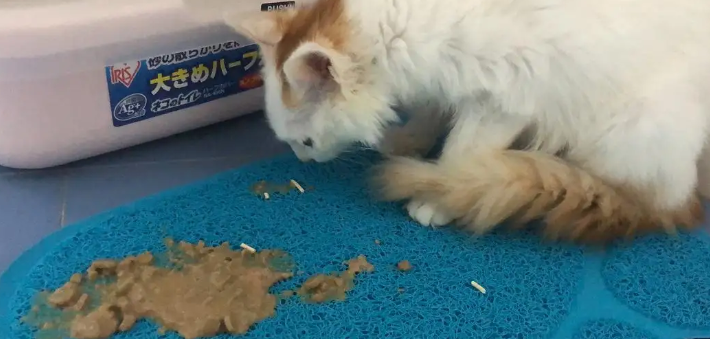 猫咪每天都会呕吐吗为什么呢