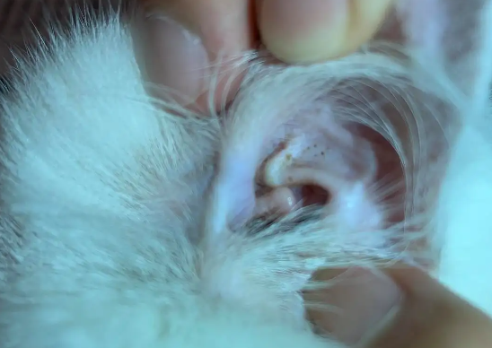 猫耳螨最怕3个克星