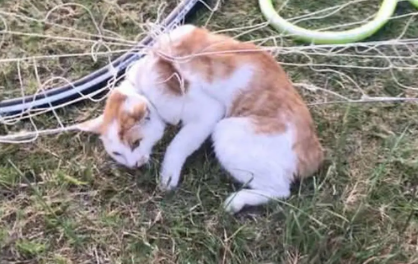 小猫脖子被勒住了怎么办