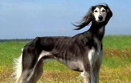 萨路基犬比灵缇快吗