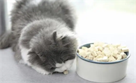 猫喜欢吃什么食物啊
