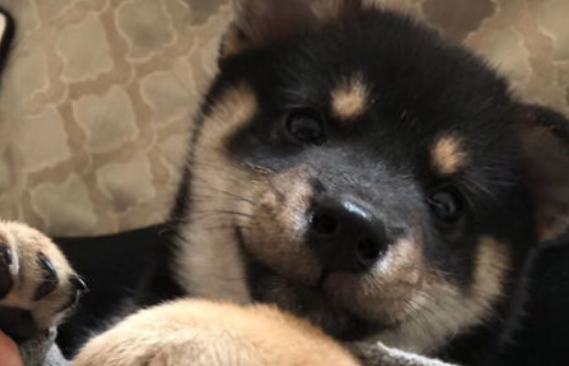 柴犬多大爆脸定型