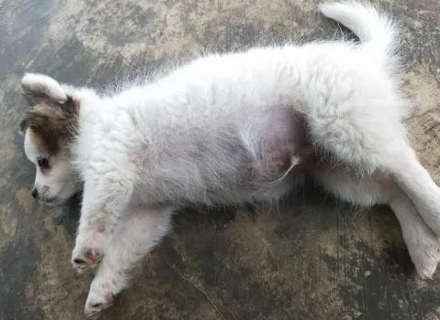 狗狗吃撑了肚子硬邦邦