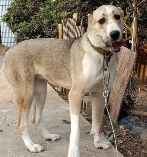 中亚牧羊犬呕吐怎么办?急救注意事项你get了吗? 中亚牧羊犬呕吐怎么办?急救注意事项你get了吗?