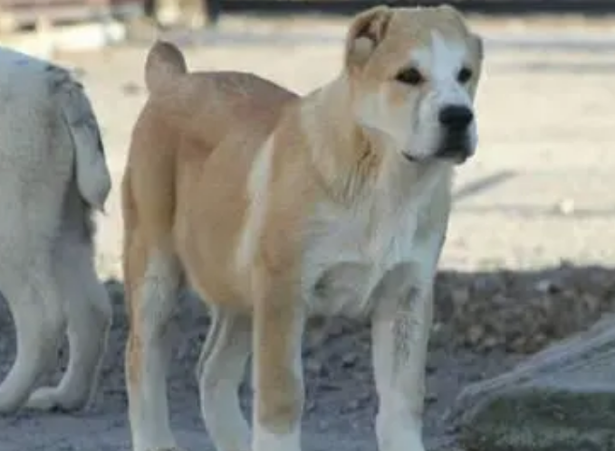 中亚牧羊犬的标准是什么?想养的看过来 中亚牧羊犬的标准是什么?想养的看过来