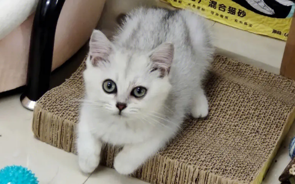猫进屋十大预兆(分别是什么)