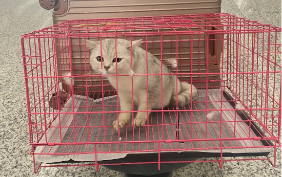 猫咪怎么快递运输