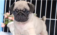 巴哥犬市场价多少钱一只