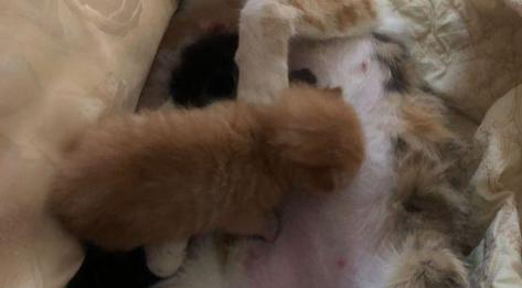 如何判断母猫没有奶水 如何判断母猫没有奶水