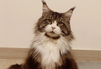 缅因猫如何辨认品种