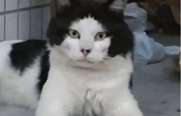 奶牛猫为什么被叫几把猫 奶牛猫为什么被叫几把猫