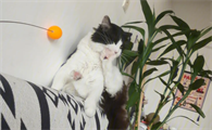 猫的抑郁症的10个前兆